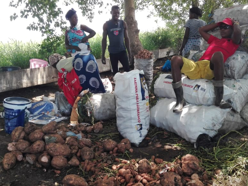 Projecto fortalece competências de agricultores no cultivo de cereais, leguminosas e hortícolas